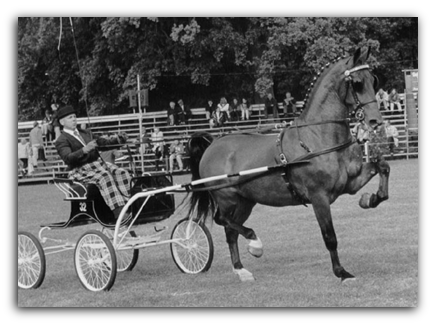 Dutch Harness Horse - Carriage Driving